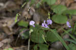 Prostrate ticktrefoil